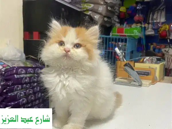 Persian cat