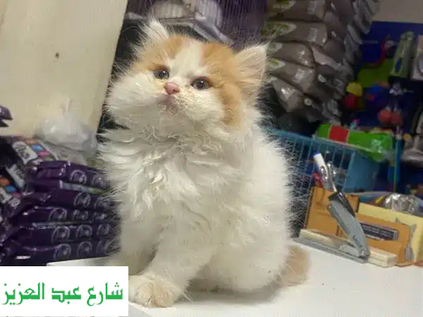 Persian cat