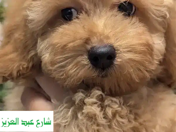 Poodle Dog Female For Sale With All Documents