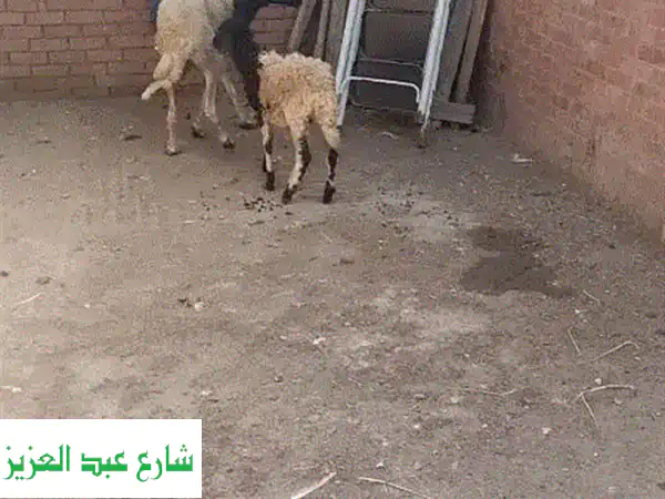 نعجتين واحده قافله واحده عمر اربع شهور