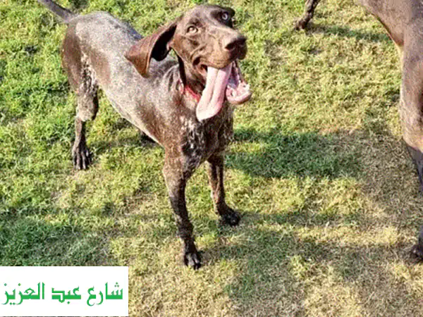 german shorthaired pointer