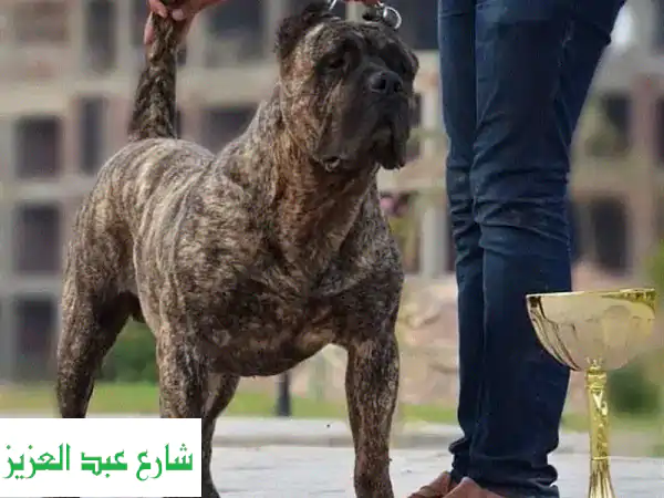 Presa Canario أنثى ✨  حفيدة الأسطورة أرمين - جاهزة للاستلام!