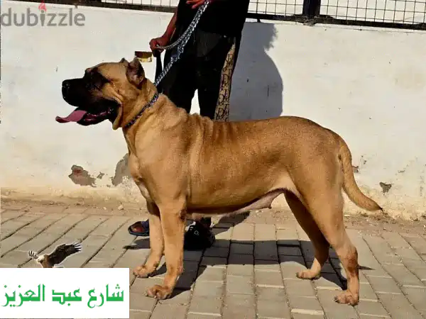 Presa Canario أنثى ✨  حفيدة الأسطورة أرمين - جاهزة للاستلام!