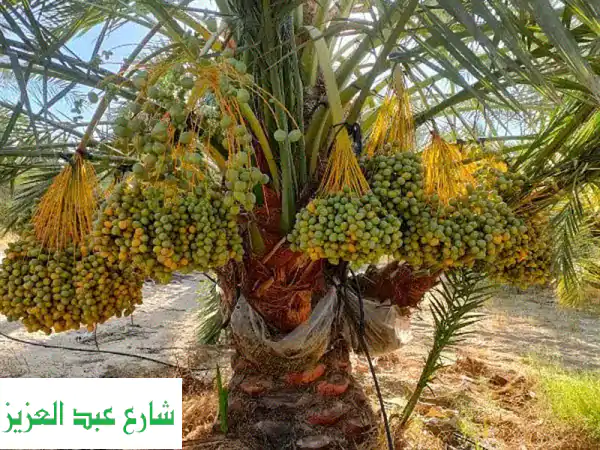 نجيل طبيعي فاخر - سجاد أخضر يُحيي حديقتك | بسبيلم 10 بيور