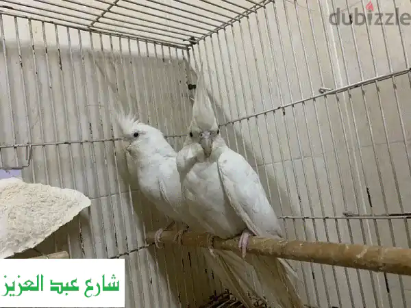 فرصة ذهبية! كوكتيل بينو (ذكر وعين حمراء، أنثى...