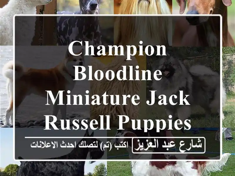 champion bloodline miniature jack Russell puppies , premium quality
