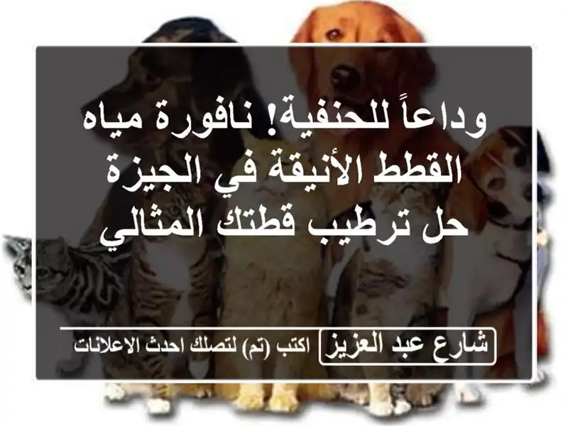 وداعاً للحنفية! نافورة مياه القطط الأنيقة في الجيزة...