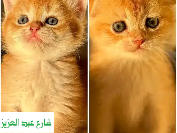 قطط سكوتش فولد وستريت جولد NY12 إناث للبيع | أصول...