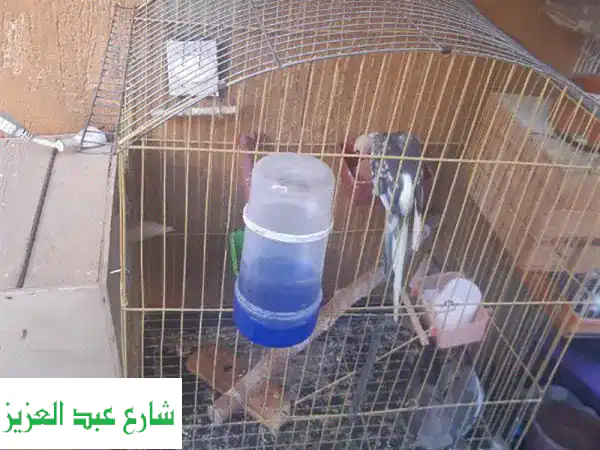 أقفاص كوكتيل للبيع بأسعار رائعة: قفص بعش (150) وآخر (100) | جاهزة فوراً!