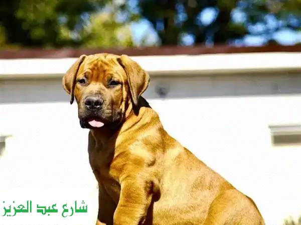 جرو بويربول (الماستيف الجنوب إفريقي) عملاق للبيع:...