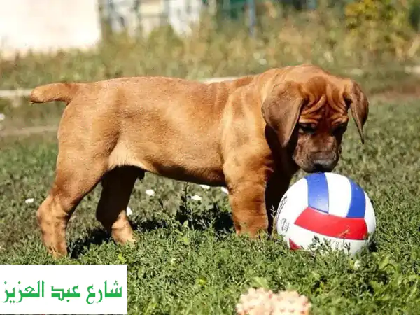 جرو بويربول (الماستيف الجنوب إفريقي) عملاق للبيع: ذكر 2.5 شهر، FCI وشحن عالمي من الباب للباب!