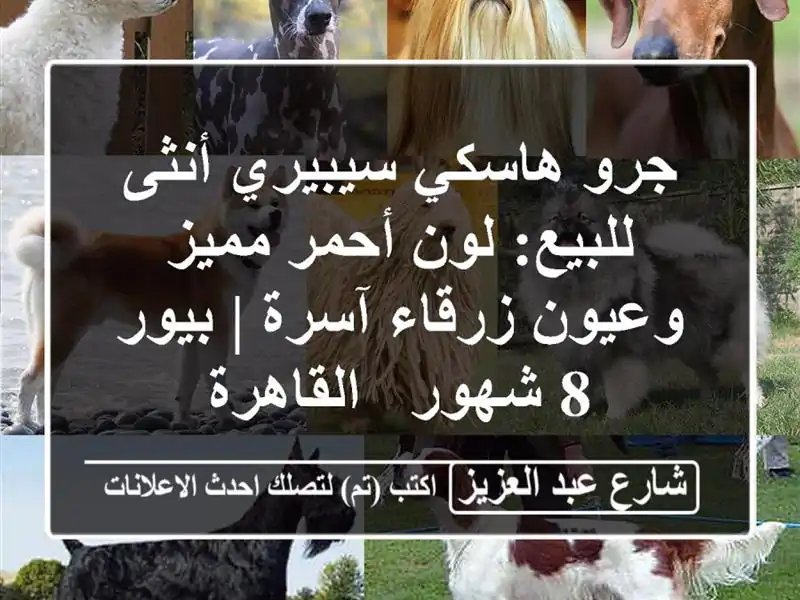 جرو هاسكي سيبيري أنثى للبيع: لون أحمر مميز وعيون...