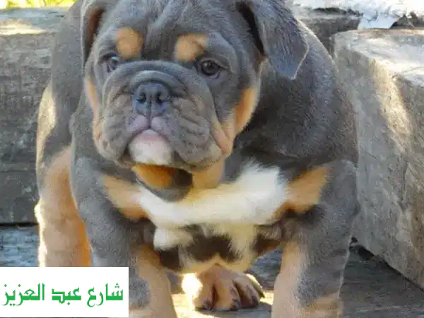 جرو بولدوج إنجليزي أنثى تراي كولور (ألوان نادرة)...