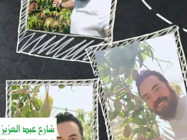 تصدير شتلات ونباتات زراعية مصرية | جودة عالمية...