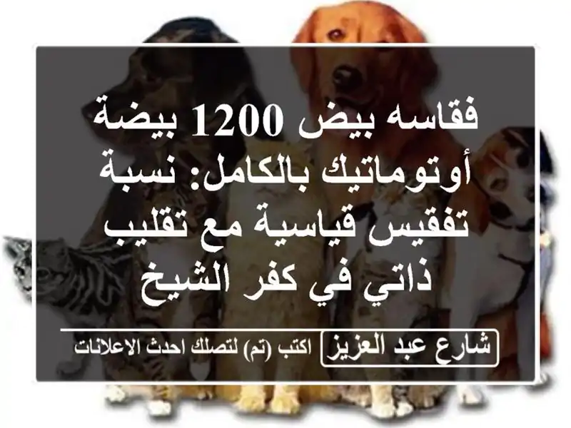 فقاسه بيض 1200 بيضة أوتوماتيك بالكامل: نسبة تفقيس...