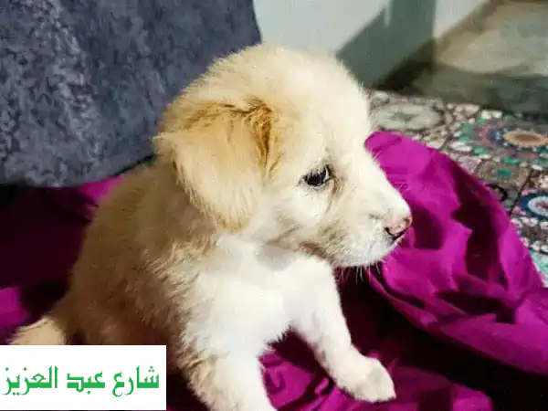 عاوز كلب للتبني؟ رفيقك الوفي بانتظارك ليملأ...