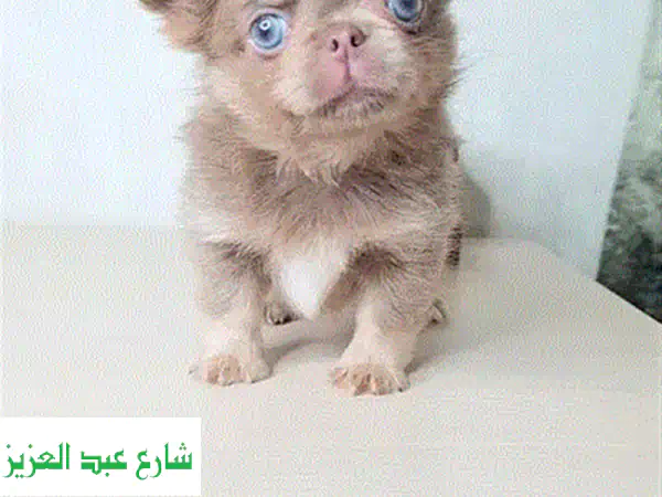 جرو سانت برنارد أصيل للبيع - مستورد من أوروبا بجودة عالمية ورفيق عائلي مثالي!