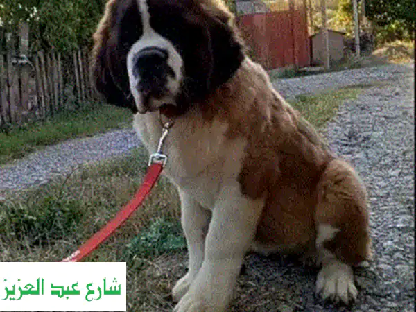 جرو سانت برنارد أصيل للبيع - مستورد من أوروبا...