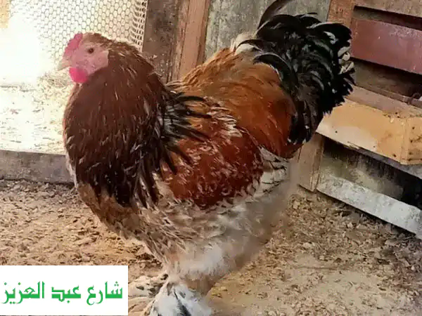البراهما الملكية: أقوى مستوى فراخ وكتاكيت في مصر...