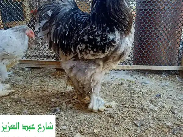 البراهما الملكية: أقوى مستوى فراخ وكتاكيت في مصر - المنصورة، الدقهلية، بلقاس!