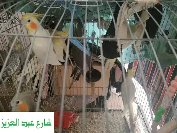 فرصة لا تعوض: 3 أجواز عصافير كوكتيل لاتيني وحبشي منتجة وجاهزة للتكاثر!