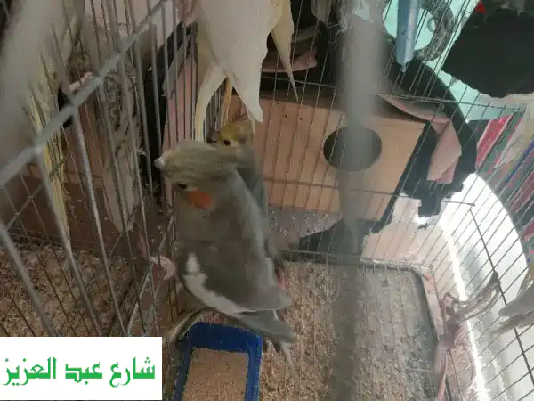 فرصة لا تعوض: 3 أجواز عصافير كوكتيل لاتيني وحبشي...