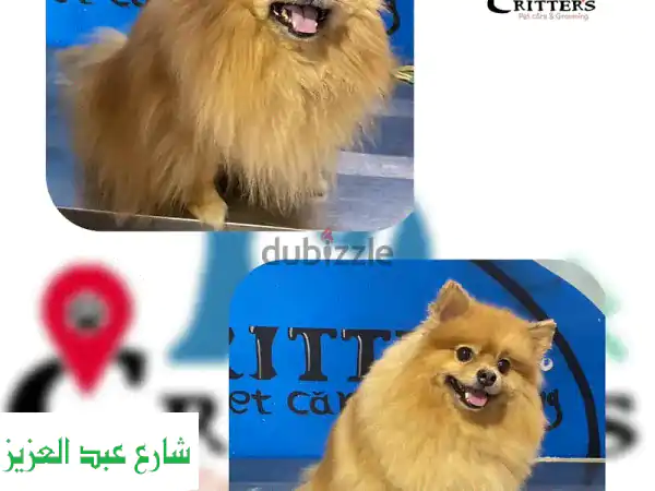 تجميل وعناية حيوانات أليفة بالإسكندرية | Critters Shop:...