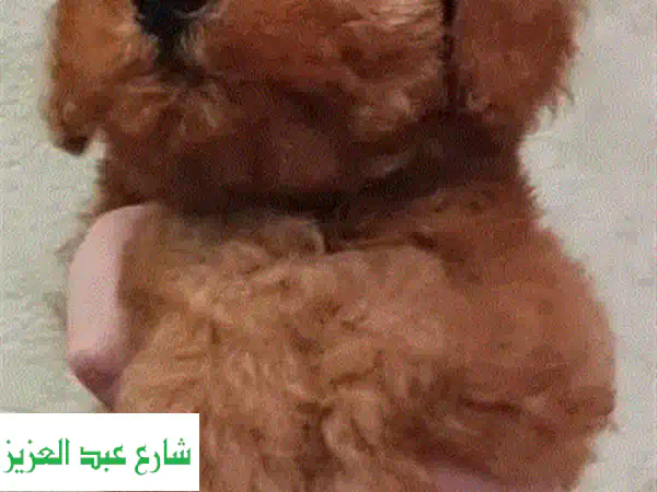 جرو توي بودل أحمر مميز للبيع في مصر | سلالة نقية مستوردة بضمان الصحة