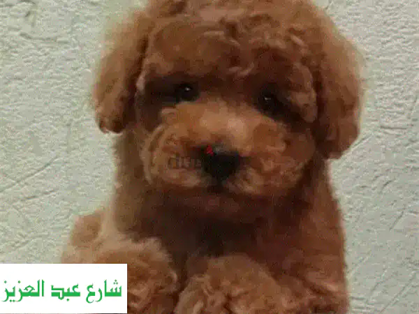 جرو توي بودل أحمر مميز للبيع في مصر | سلالة...