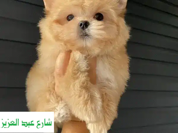 جرو يوركي جولدداست روسي نادر للبيع: تحفة ذهبية بانتظارك! (تسليم فوري 11-12 أكتوبر)
