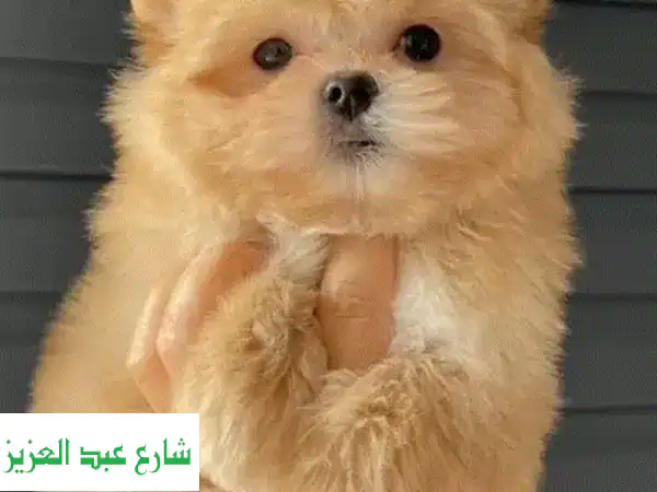 جرو يوركي جولدداست روسي نادر للبيع: تحفة...