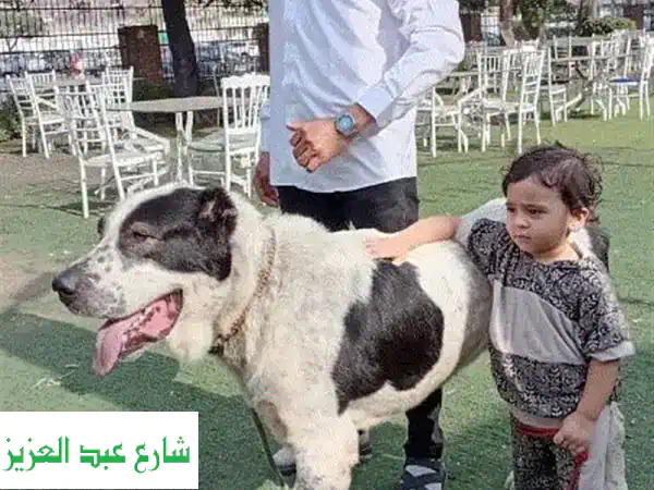 مدرب كلاب العرابوي: خبير تدريب الحراسة والبحث |...