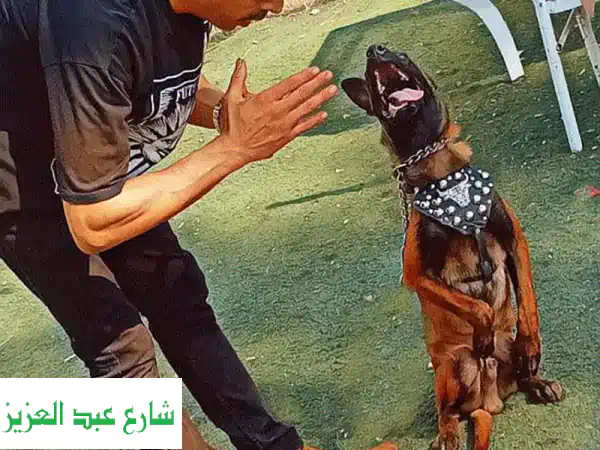مدرب كلاب العرابوي: خبير تدريب الحراسة والبحث | طاعة، سلوك، وحماية لا تُضاهى!