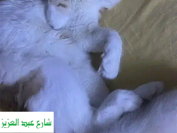 تبنى الآن: قط شيرازي علي سيامي فريد | جمال نادر...