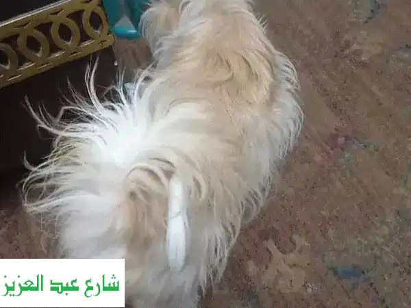 جرو ميني جيرفون للبيع: ذكر أو أنثى بعمر 4 شهور | رفيقك الأليف المثالي!