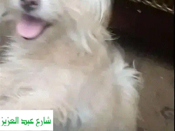 جرو ميني جيرفون للبيع: ذكر أو أنثى بعمر 4 شهور |...