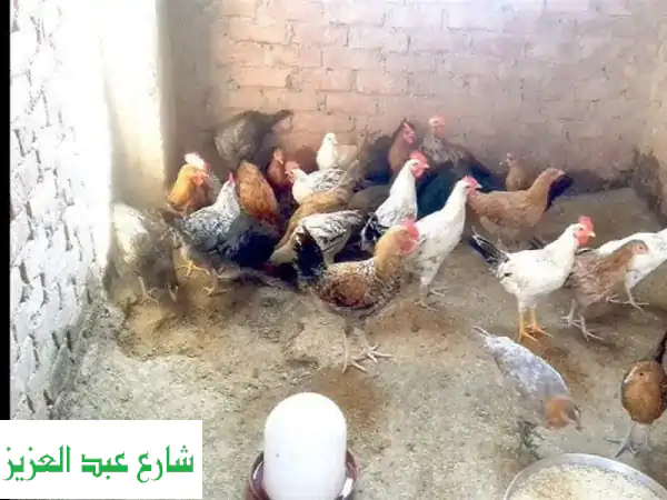 دجاج بلدي أصيل من أبو يوسف: تربية بيتي صحية وطازجة 🐓