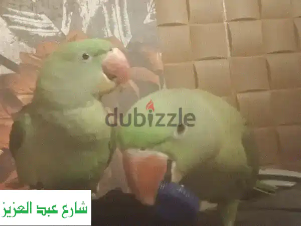 فرصة لا تعوض: زوج ببغاء دره أمريكي سوبر جامبو -...