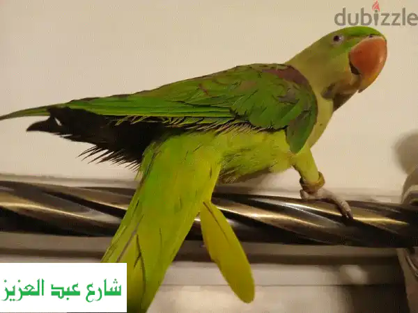 فرصة لا تعوض: زوج ببغاء دره أمريكي سوبر جامبو - أليف، متكلم، طيران حر بالمنزل!