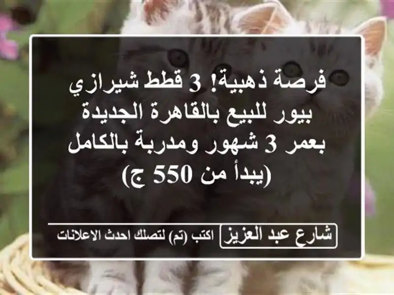 فرصة ذهبية! 3 قطط شيرازي بيور للبيع بالقاهرة الجديدة...