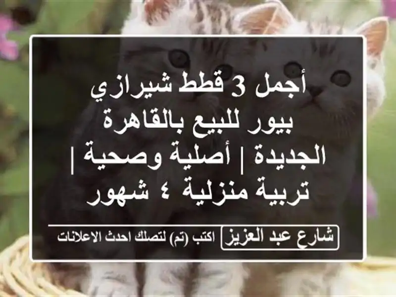 أجمل 3 قطط شيرازي بيور للبيع بالقاهرة الجديدة |...