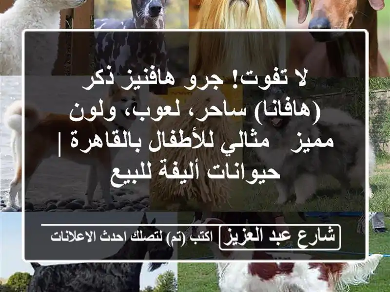 لا تفوت! جرو هافنيز ذكر (هافانا) ساحر، لعوب، ولون مميز...