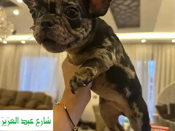 فرنش بولدوج أصيل للبيع | ألوان ساحرة | رفيقك...