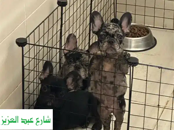 فرنش بولدوج أصيل للبيع | ألوان ساحرة | رفيقك الجديد بانتظارك!