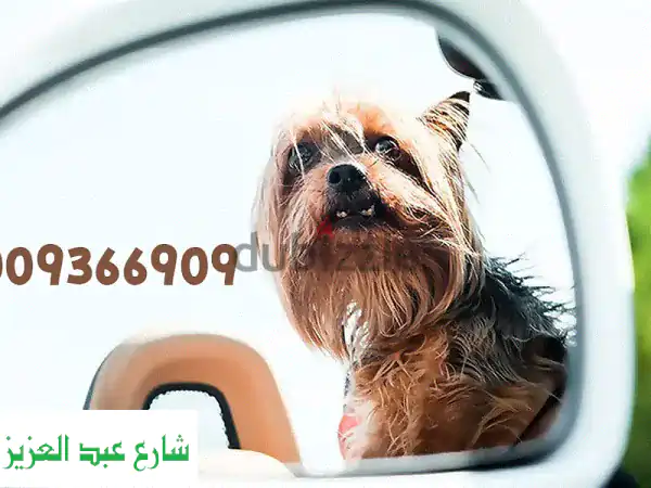 BooPaw: ترويش احترافي لقطط وكلابك | نظافة، سعادة،...