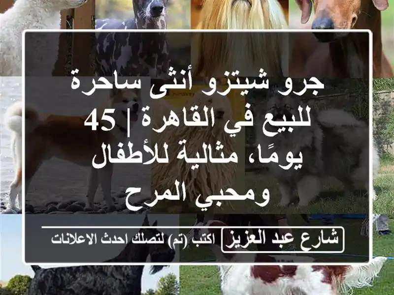 جرو شيتزو أنثى ساحرة للبيع في القاهرة | 45 يومًا،...