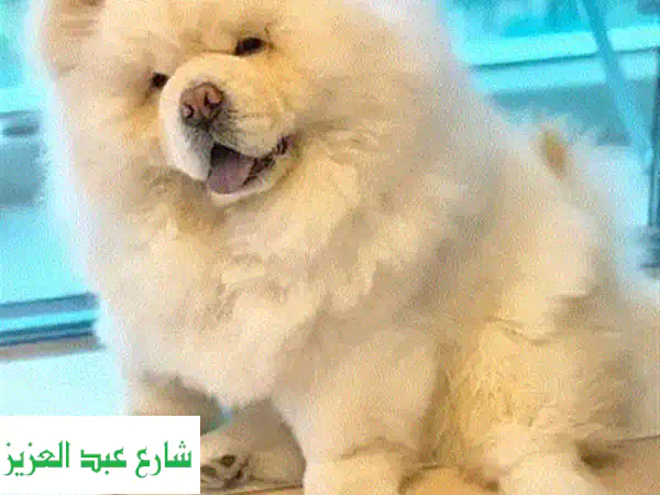 جرو مالتيبو بودل للبيع 🐾 | ذكور وإناث | مطعمة وجاهزة لمنزلك | توصيل عالمي