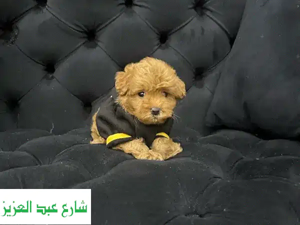 جرو مالتيبو بودل للبيع 🐾 | ذكور وإناث | مطعمة...