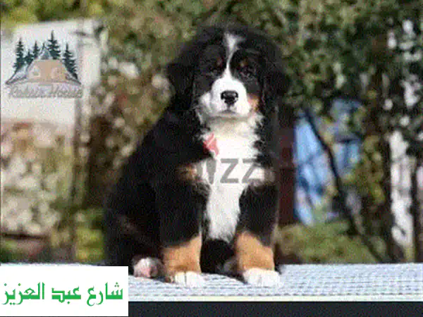 رعاية كلاب فاخرة بـ 200 ج/يوم فقط! كلبك سعيد، أنت...