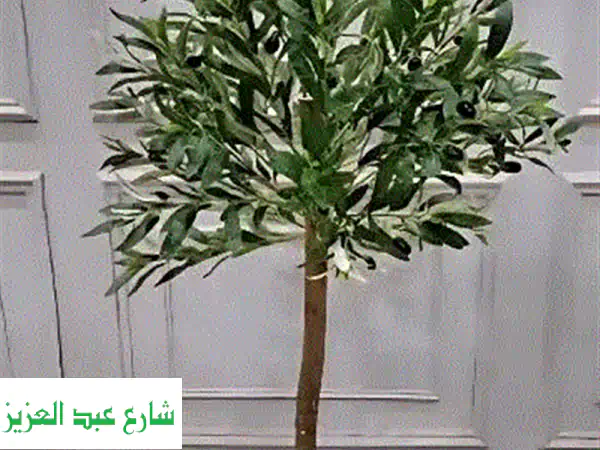 شجرة زيتون ديكور فاخرة 165 سم | لمسة متوسطية هادئة لمنزلك